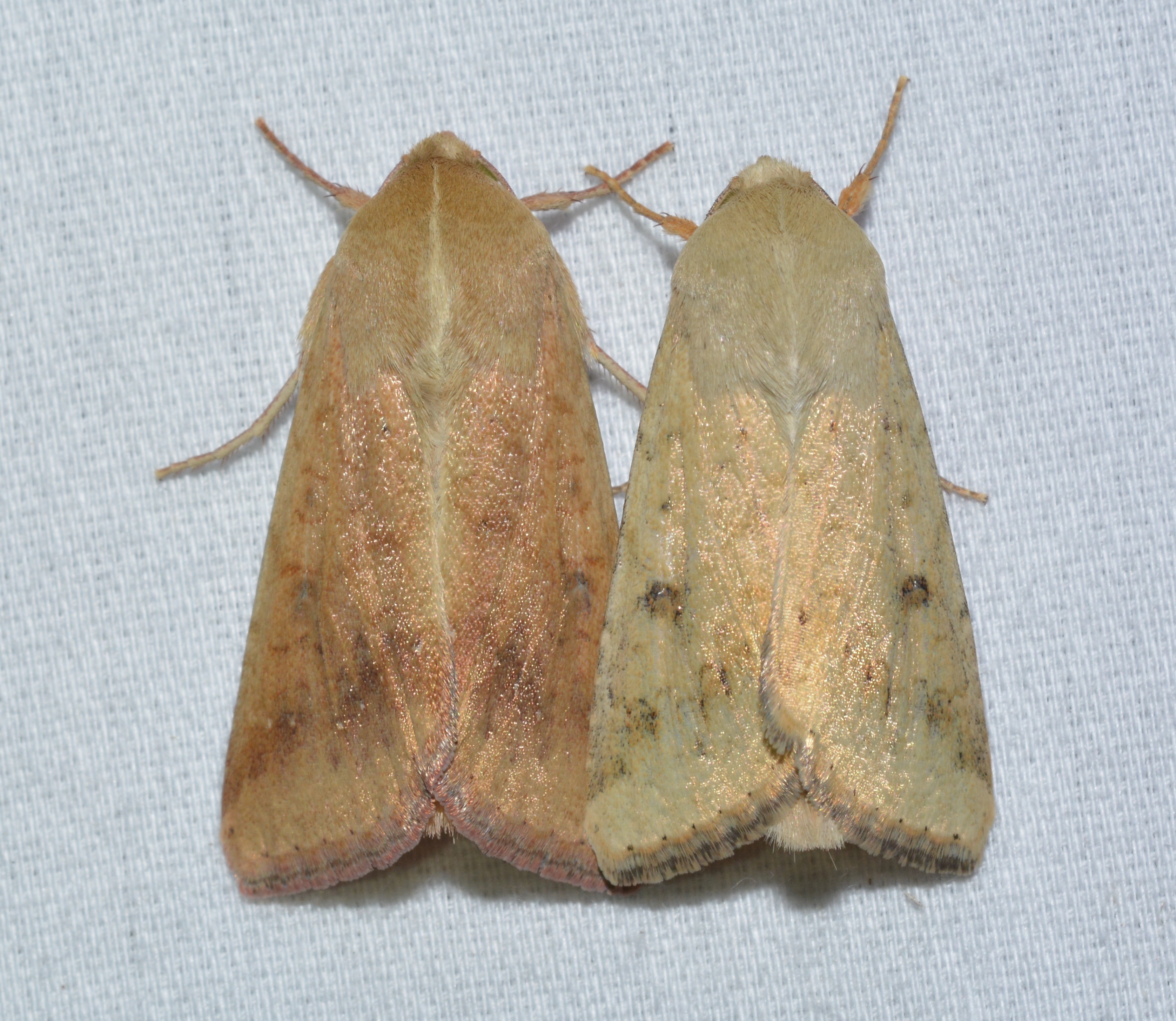 Corn earworm adults